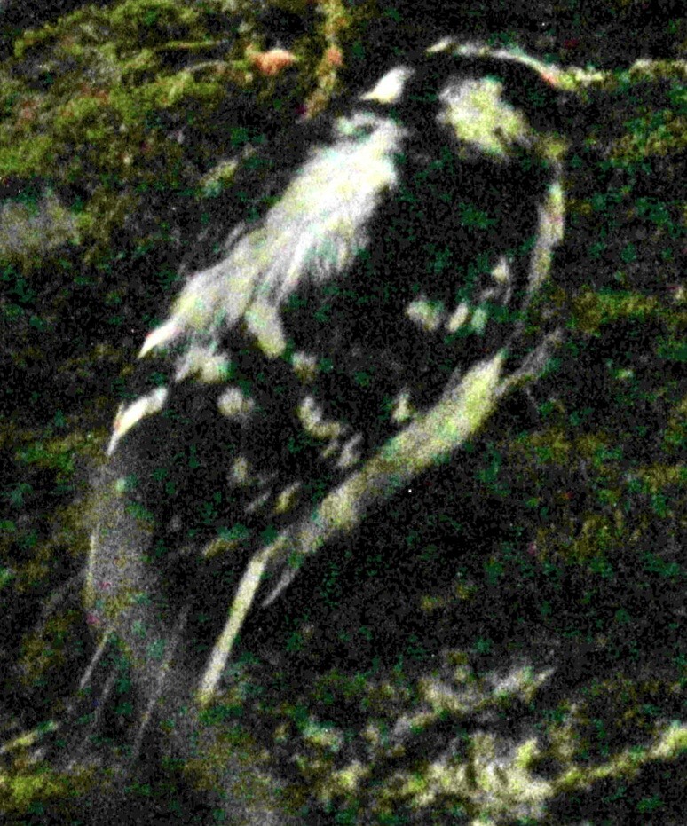 Downy Woodpecker (Eastern) - ML619701335