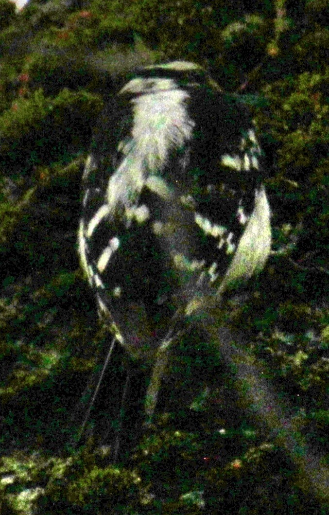 Downy Woodpecker (Eastern) - ML619701336
