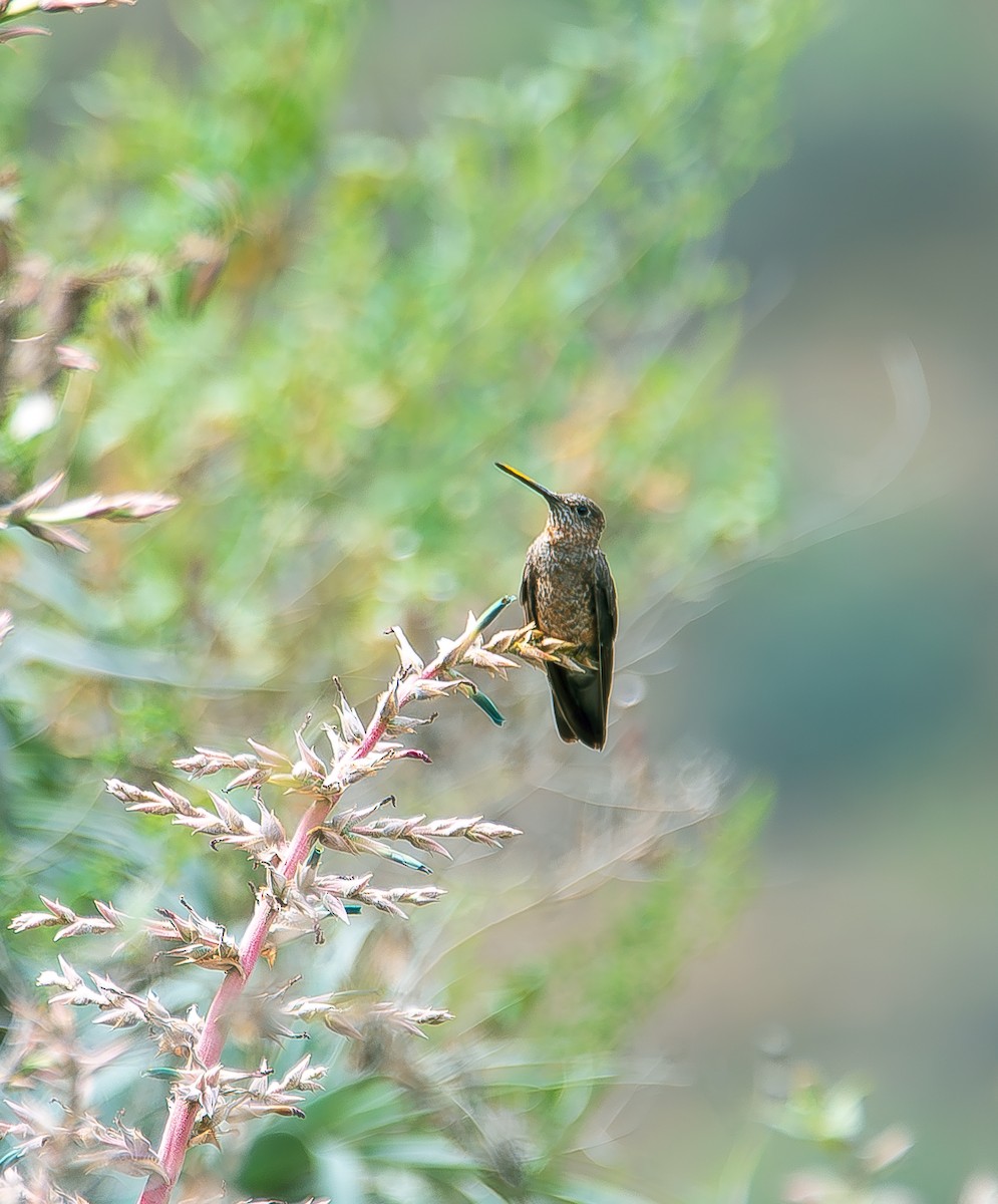 kolibřík velký - ML619701377