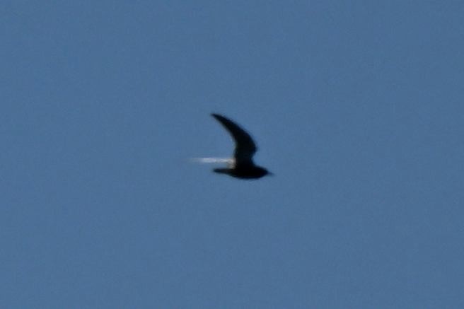 Black Tern - ML619701397