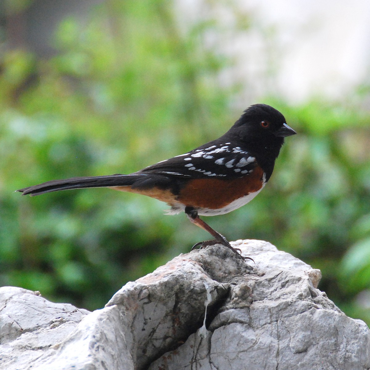 Spotted Towhee - ML619701404