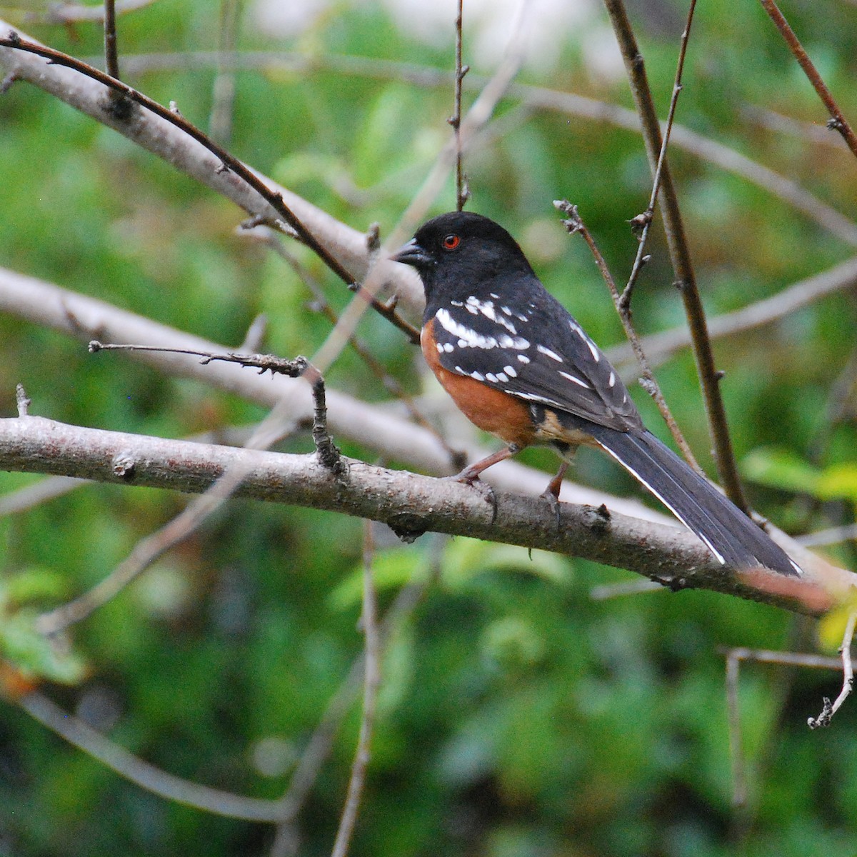 Spotted Towhee - ML619701405