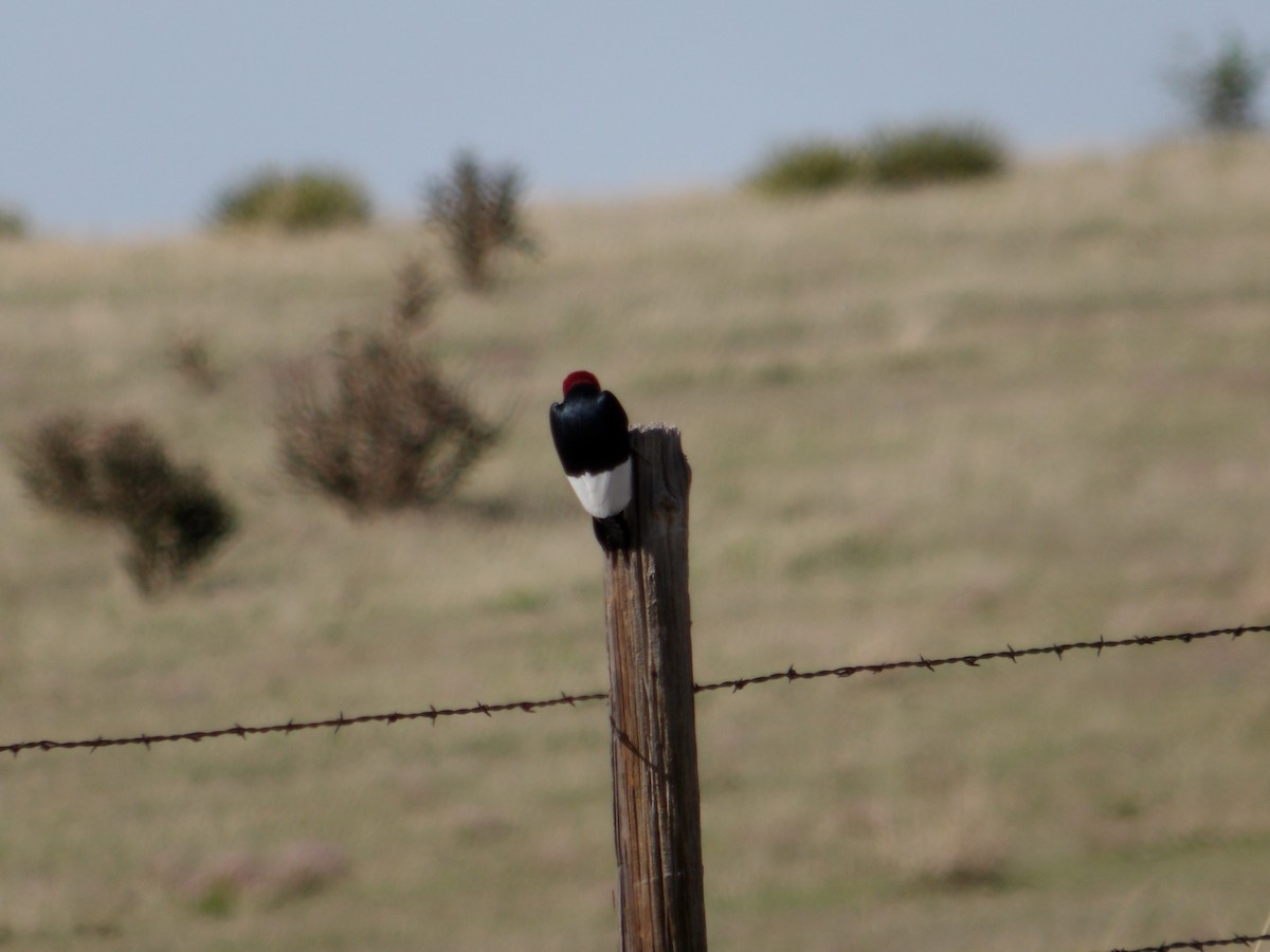 Red-headed Woodpecker - ML619701497