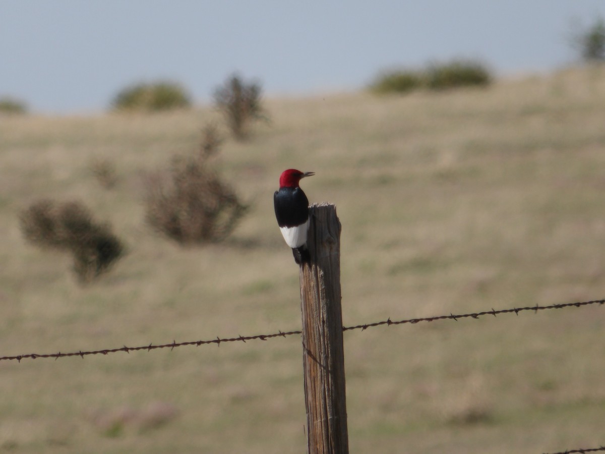 Red-headed Woodpecker - ML619701509