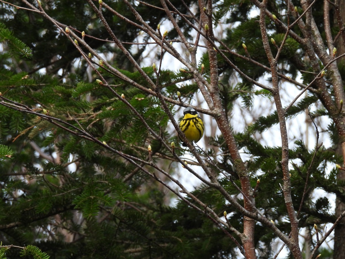 Magnolia Warbler - ML619701513