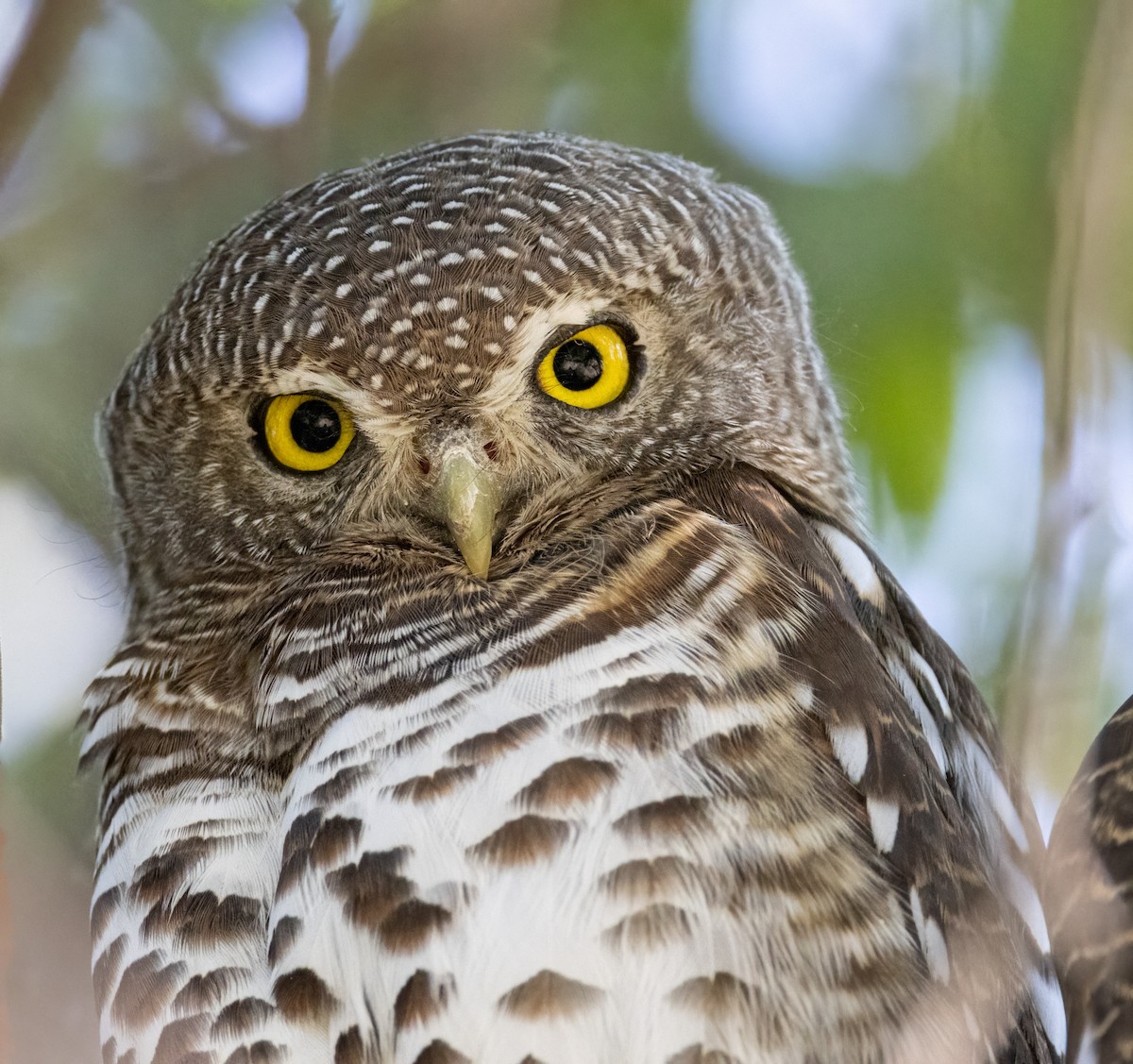 African Barred Owlet - ML619701526