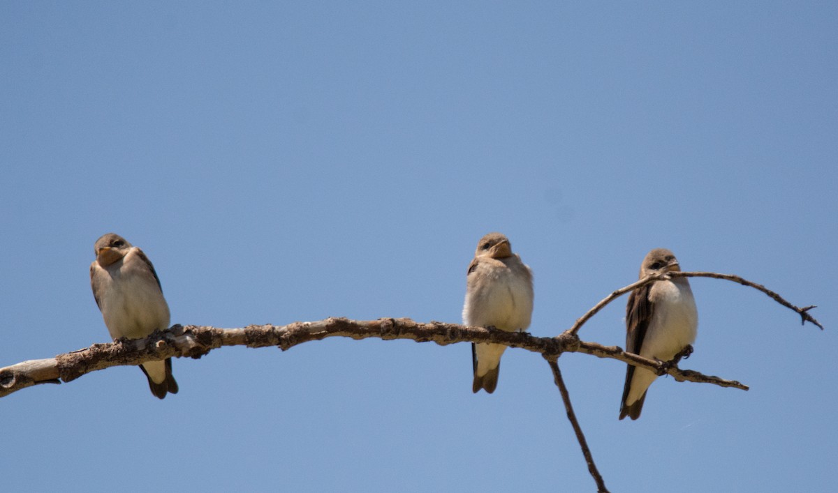 Northern Rough-winged Swallow - ML619701538