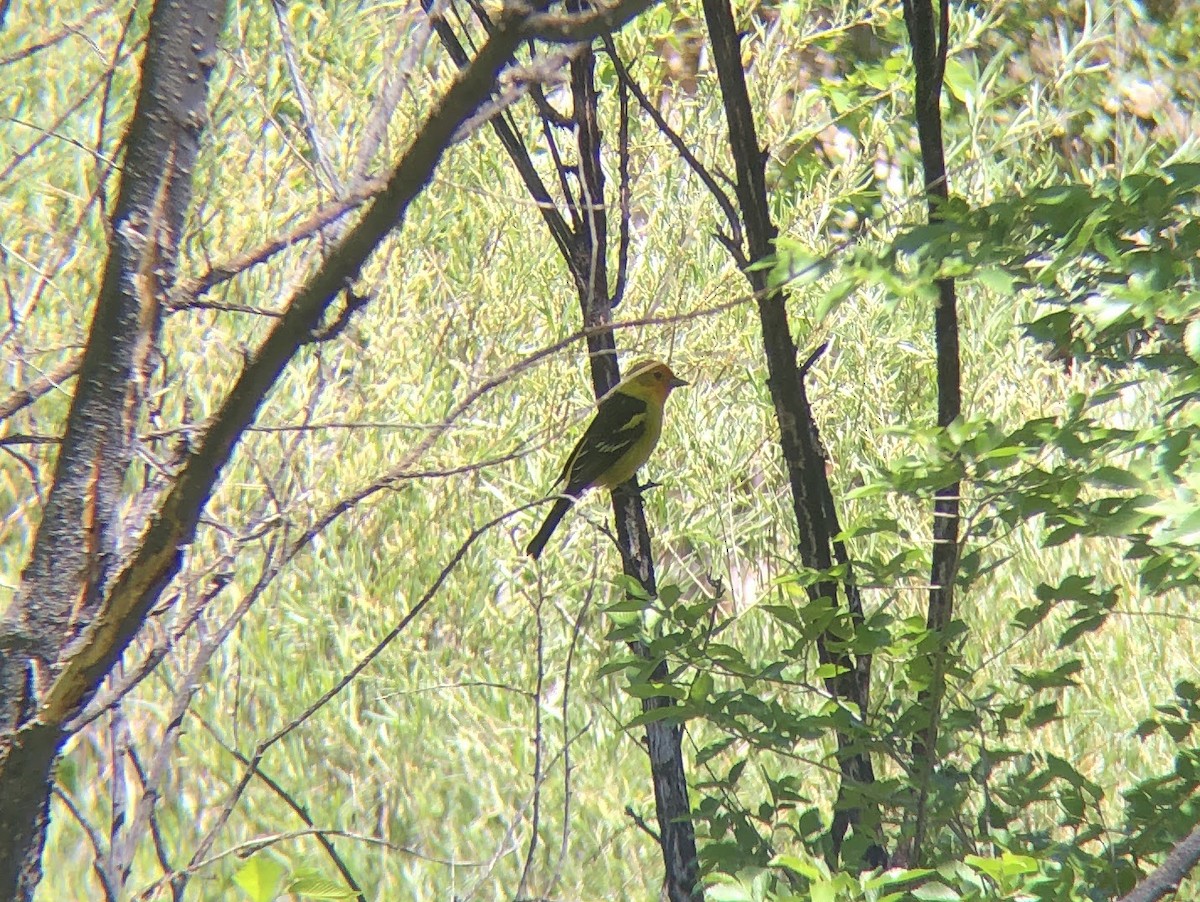 Western Tanager - ML619701579