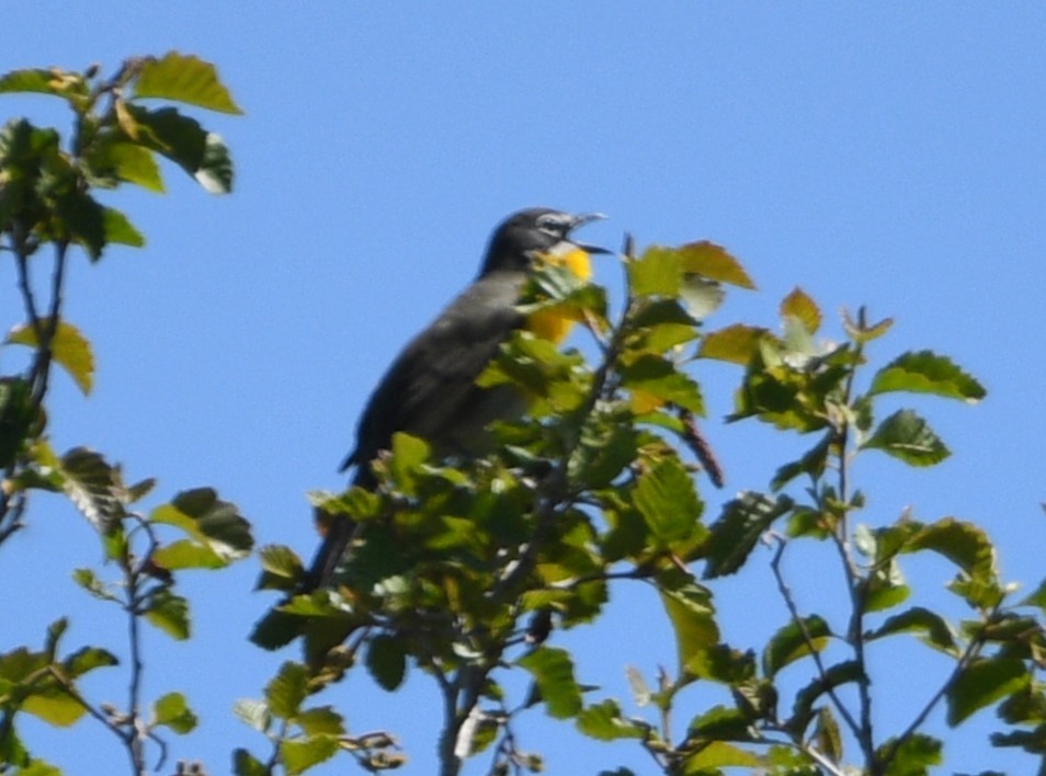 Yellow-breasted Chat - ML619701590