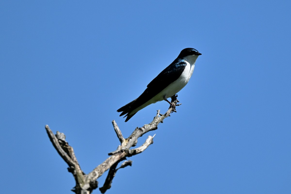 Tree Swallow - ML619701638