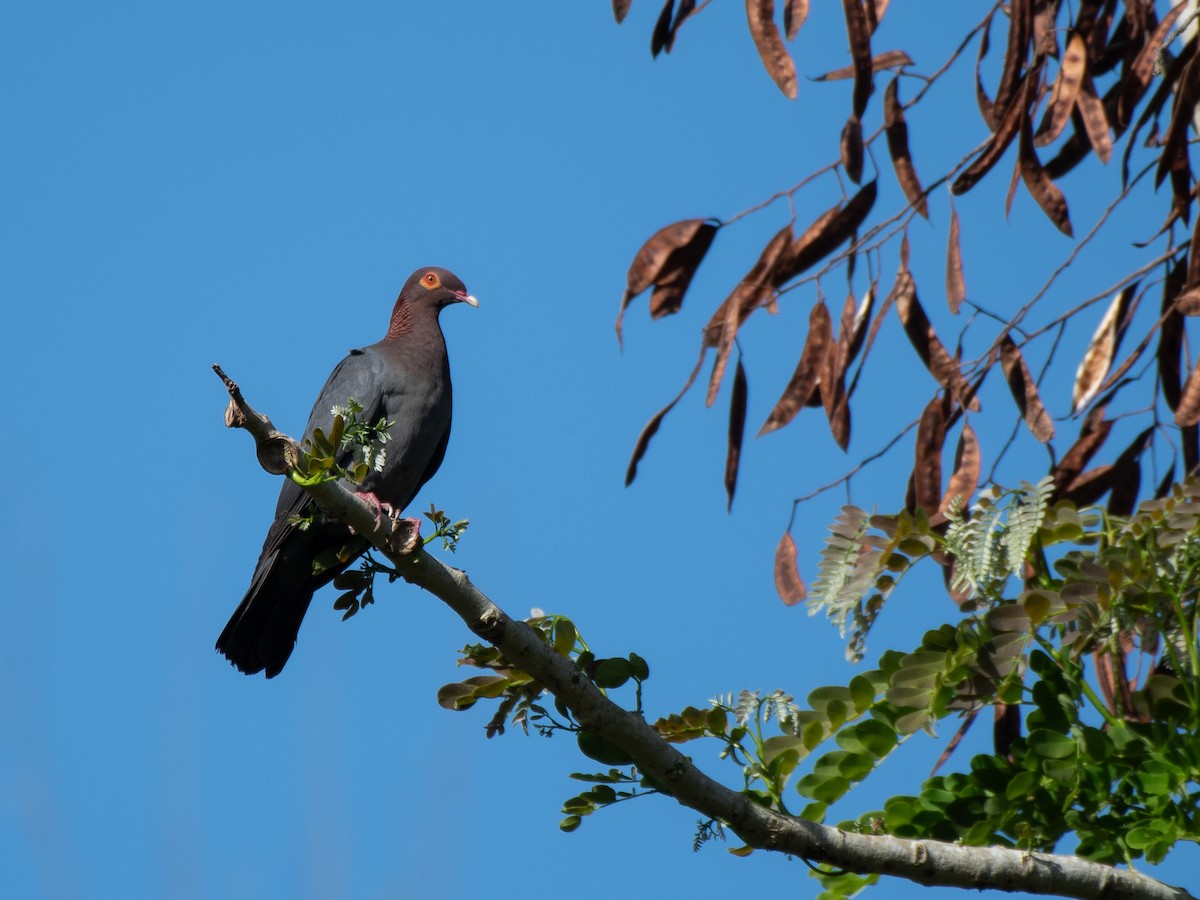 Scaly-naped Pigeon - ML619701649