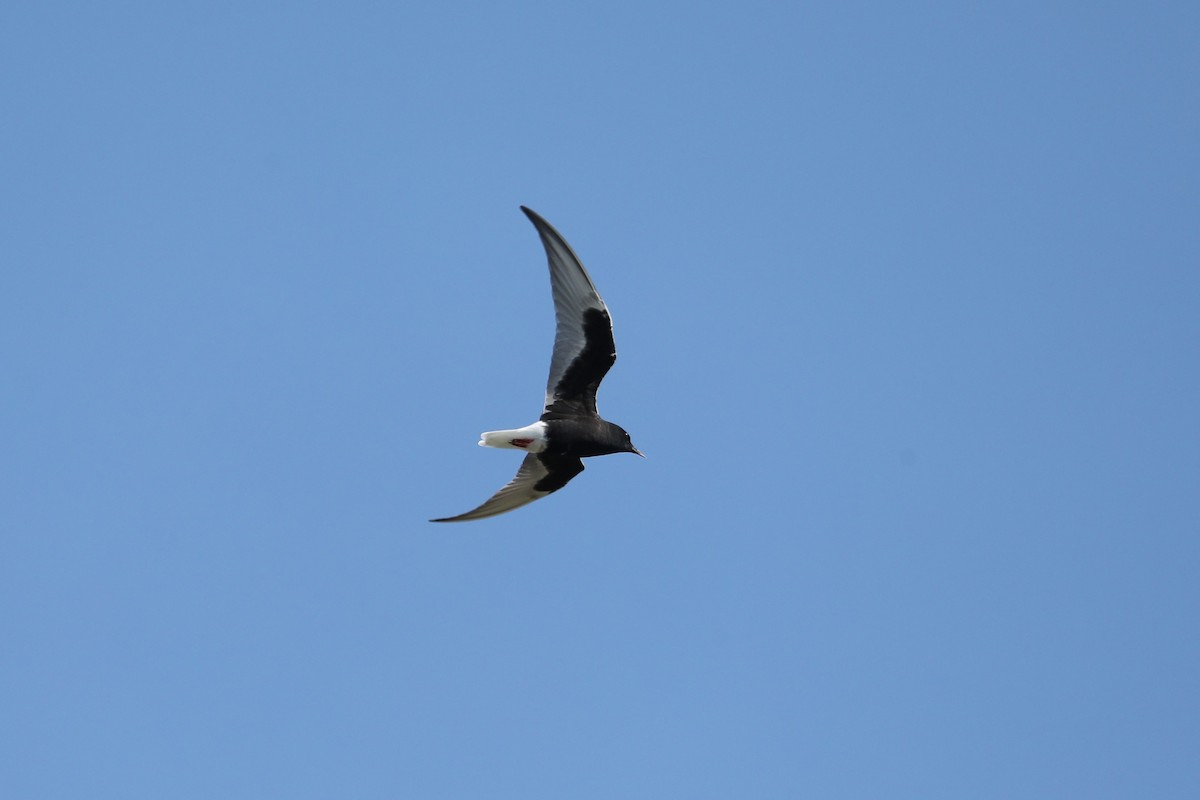 White-winged Tern - ML619701685