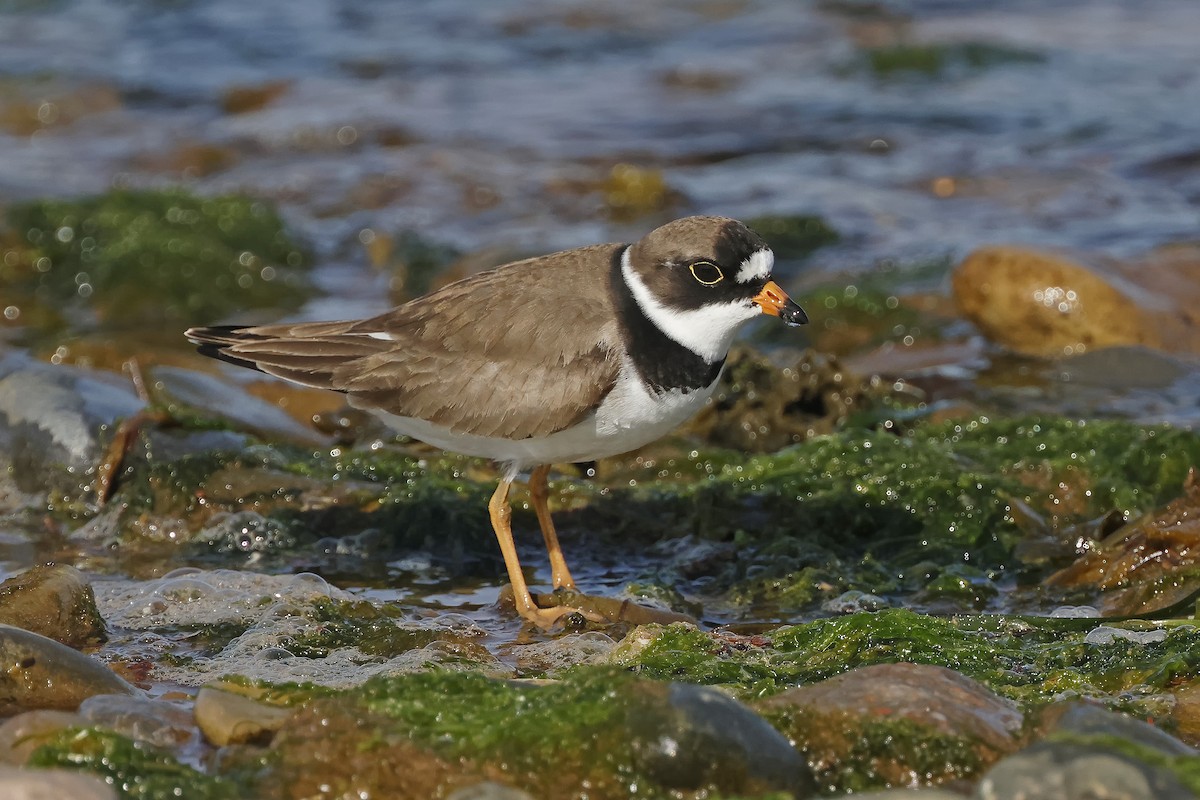 Semipalmated Plover - ML619701694