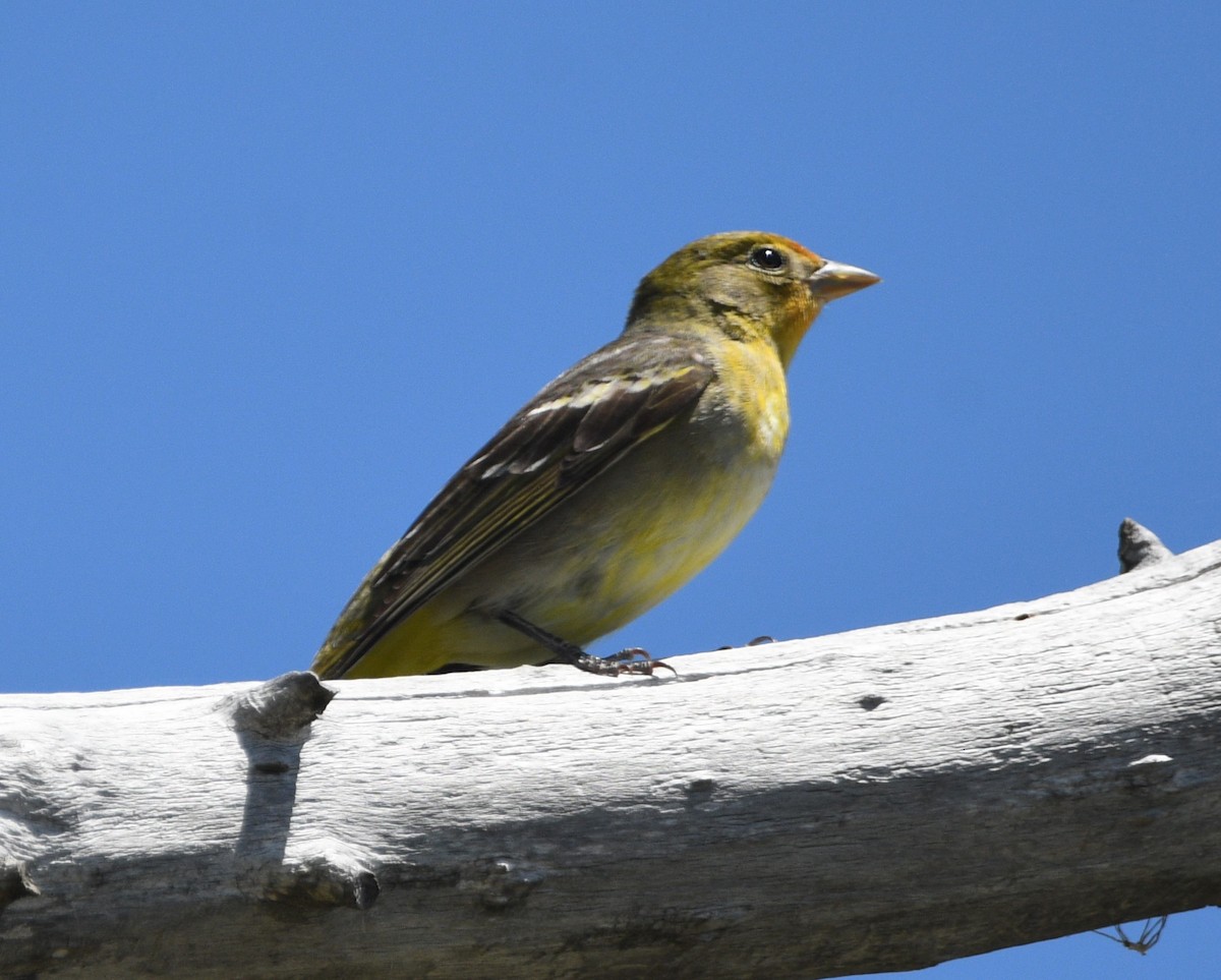 Western Tanager - ML619701695