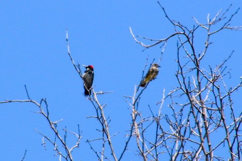 Acorn Woodpecker - ML619701714