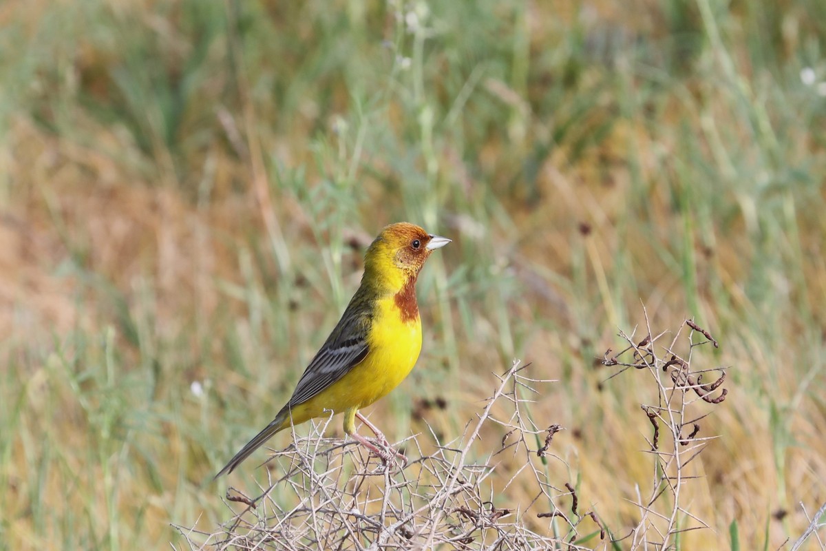 Red-headed Bunting - ML619701738