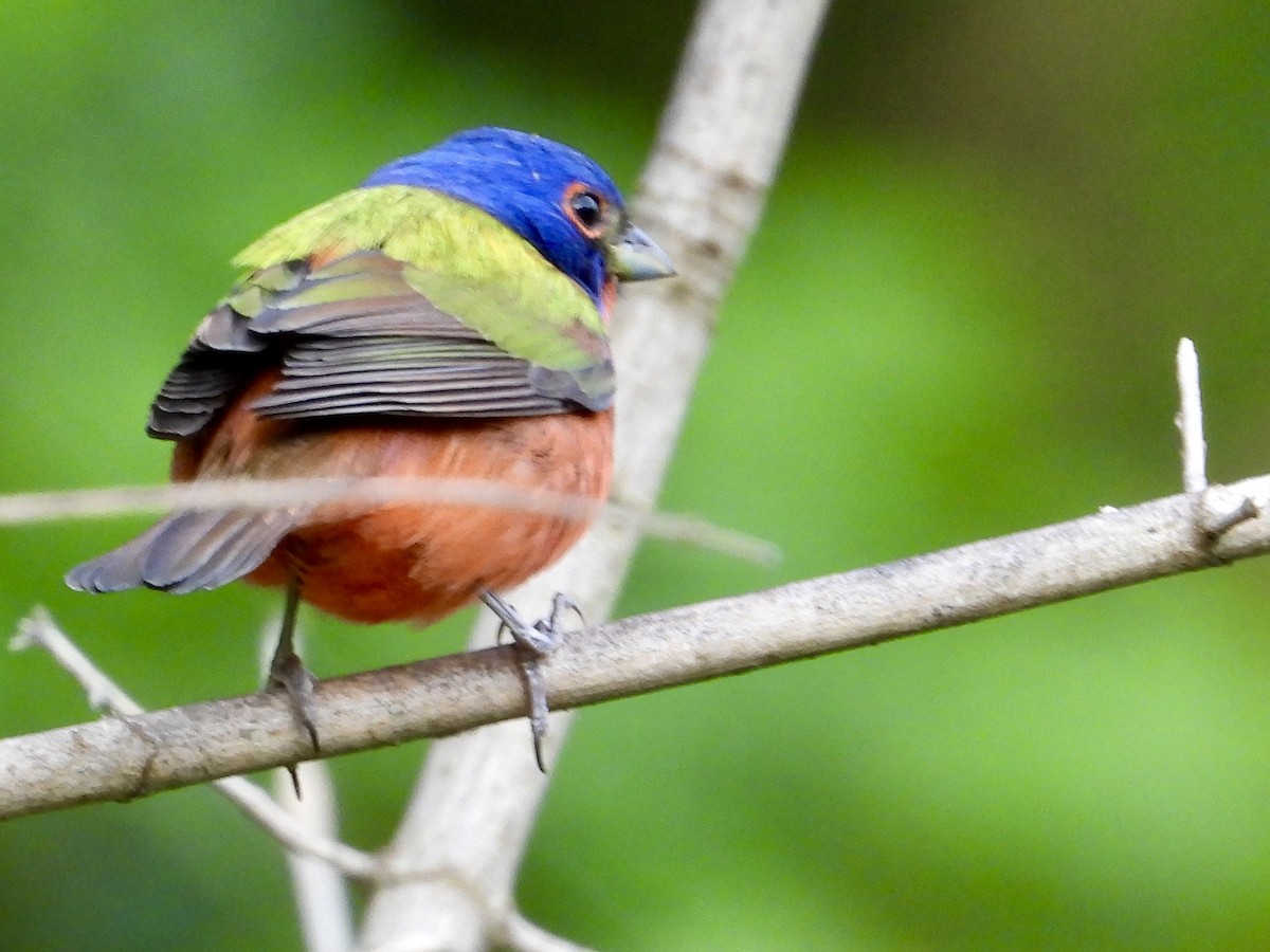 Painted Bunting - ML619701757