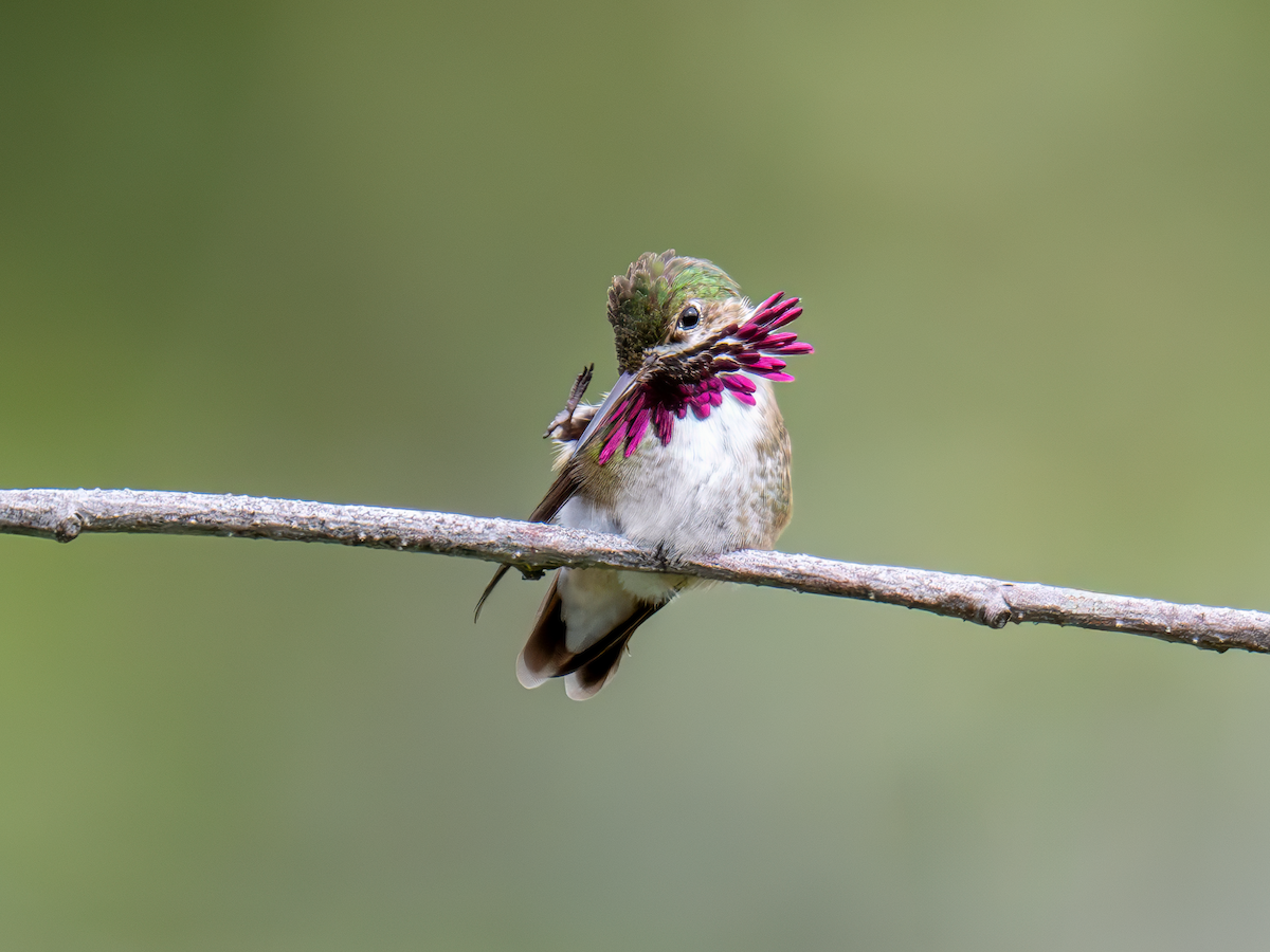 Calliope Hummingbird - ML619701782