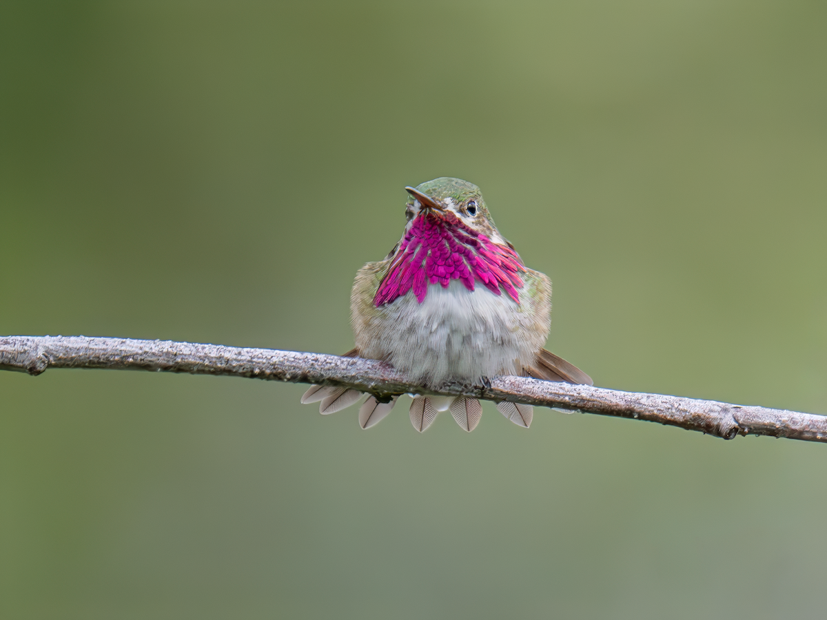 Calliope Hummingbird - ML619701783