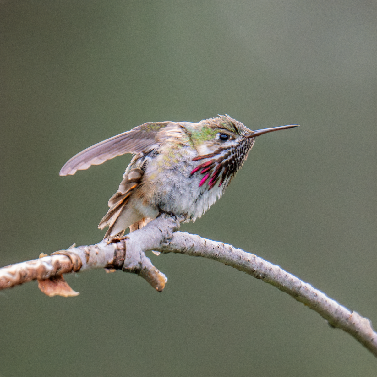 Calliope Hummingbird - ML619701785