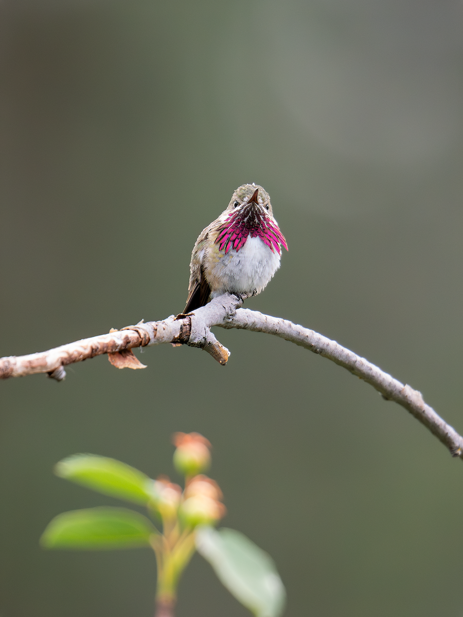 Calliope Hummingbird - ML619701786