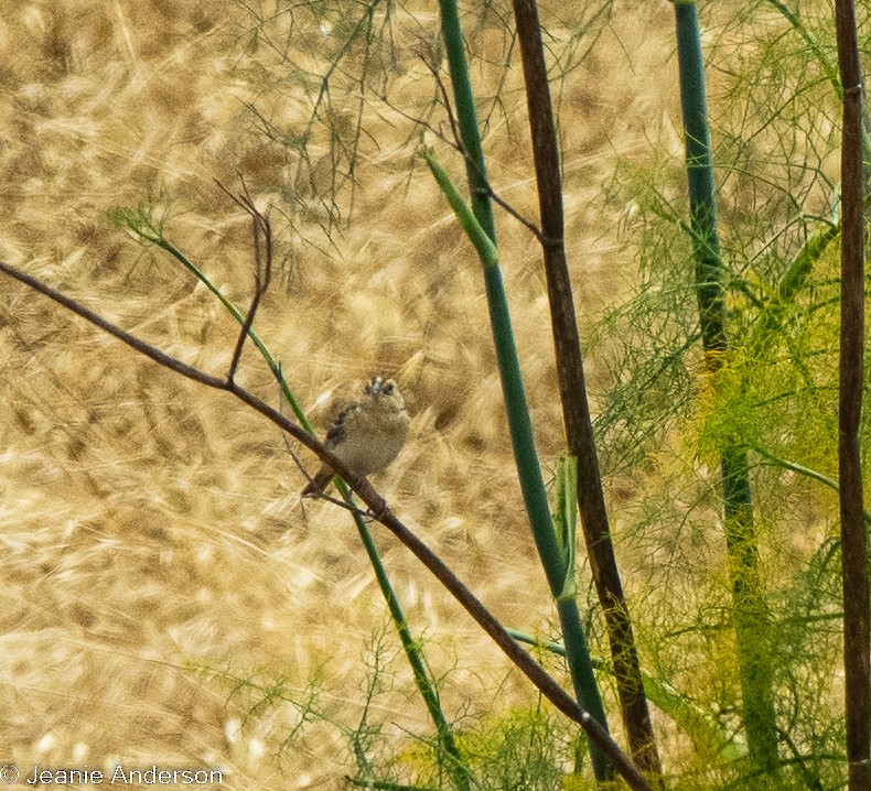 Grasshopper Sparrow - ML619701790