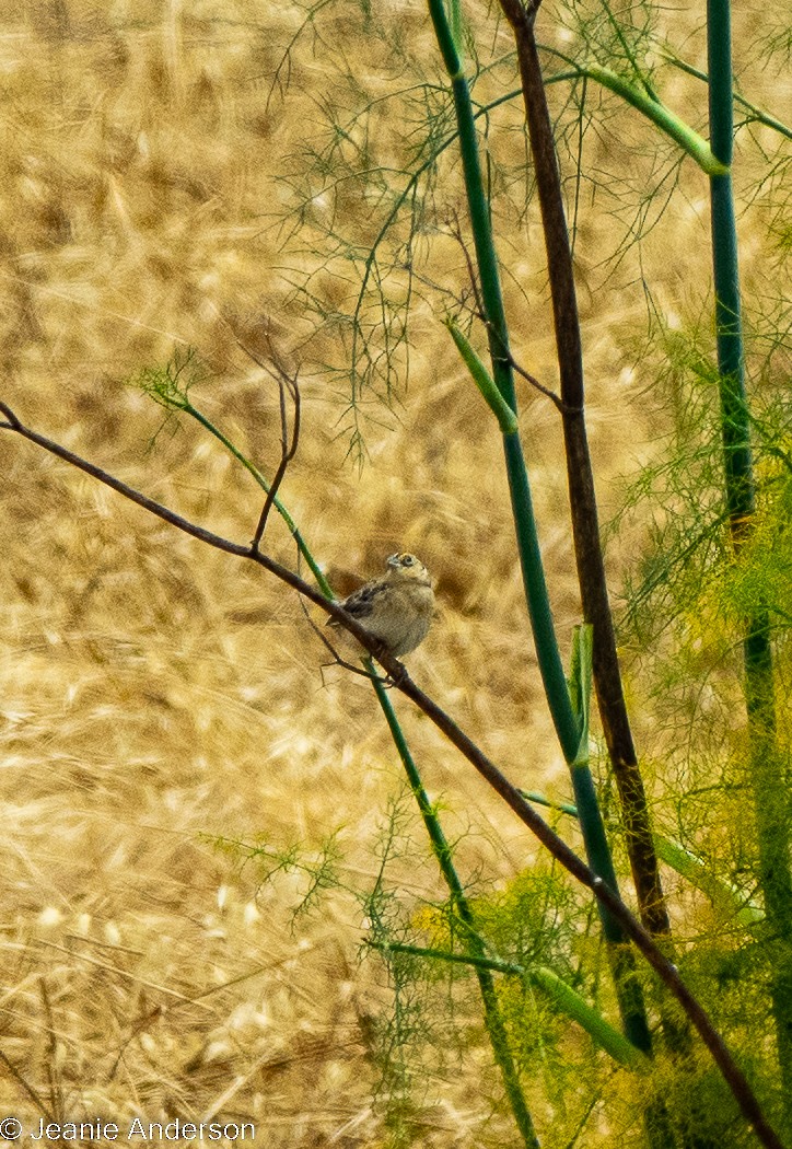 Grasshopper Sparrow - ML619701791