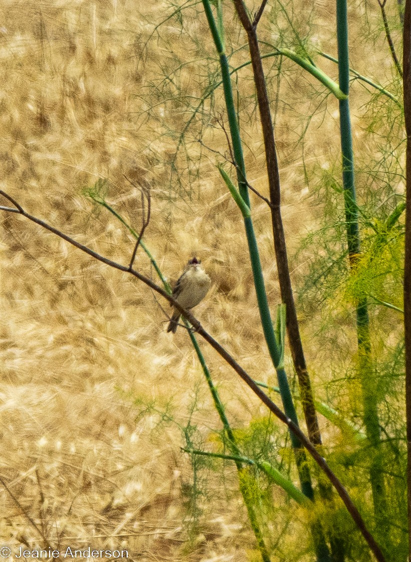 Grasshopper Sparrow - ML619701792