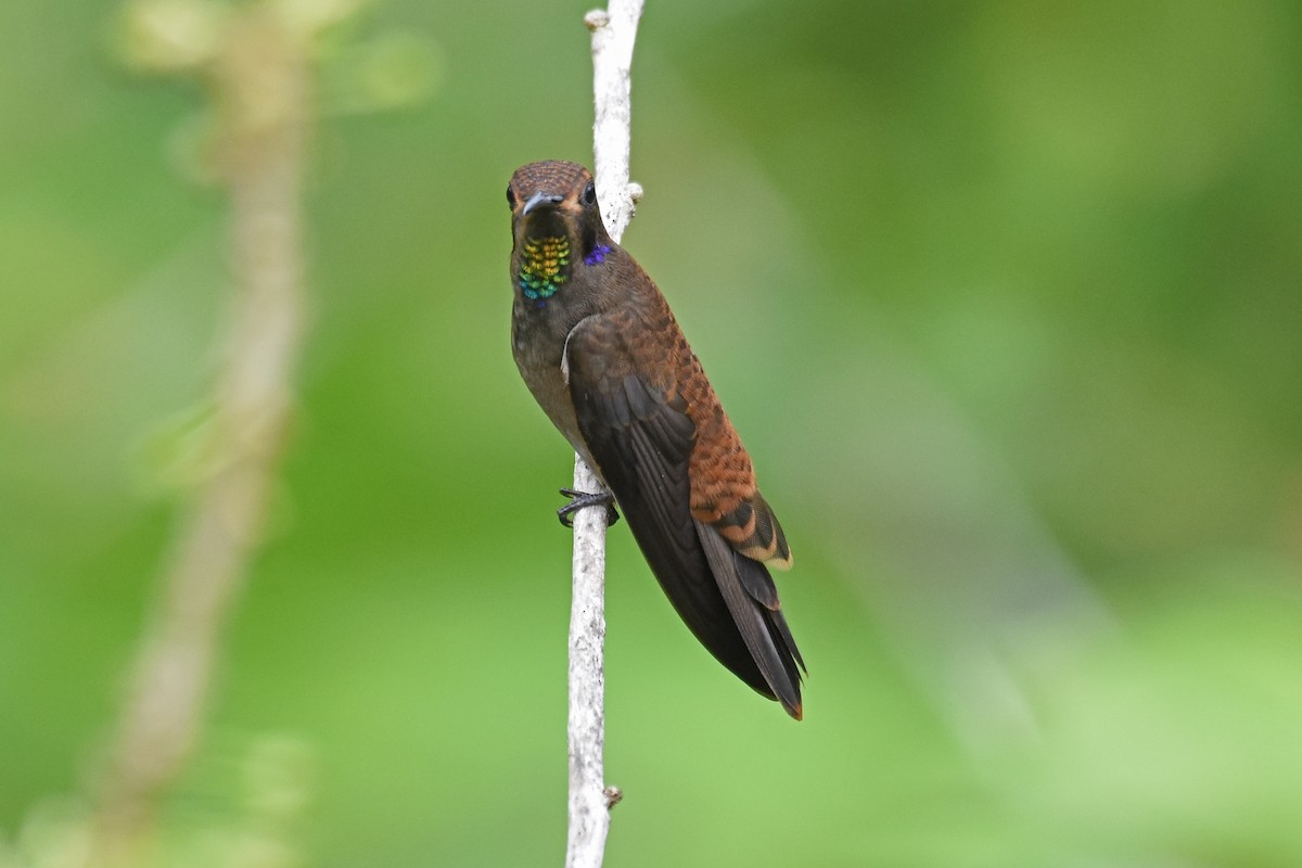 kolibřík fialovouchý - ML619701807