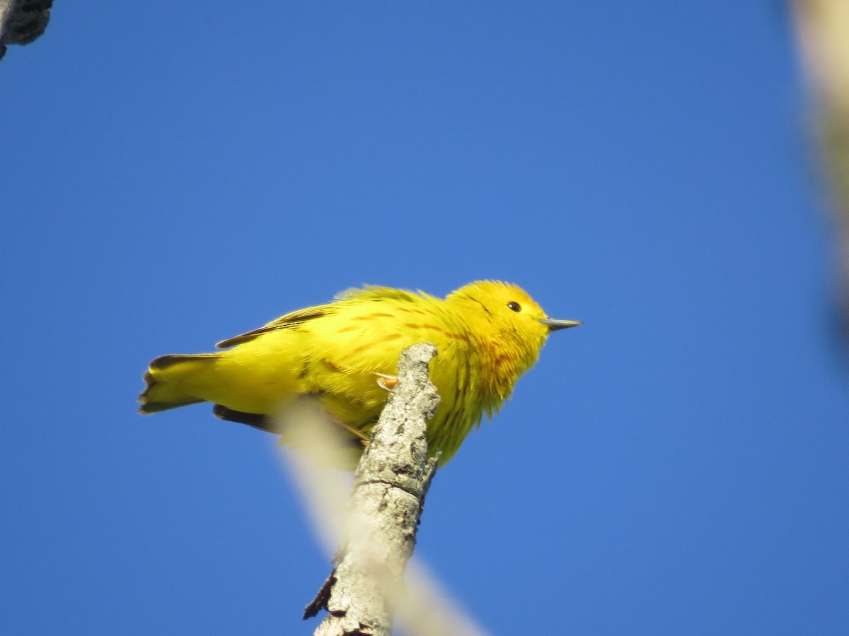 Yellow Warbler - ML619701817