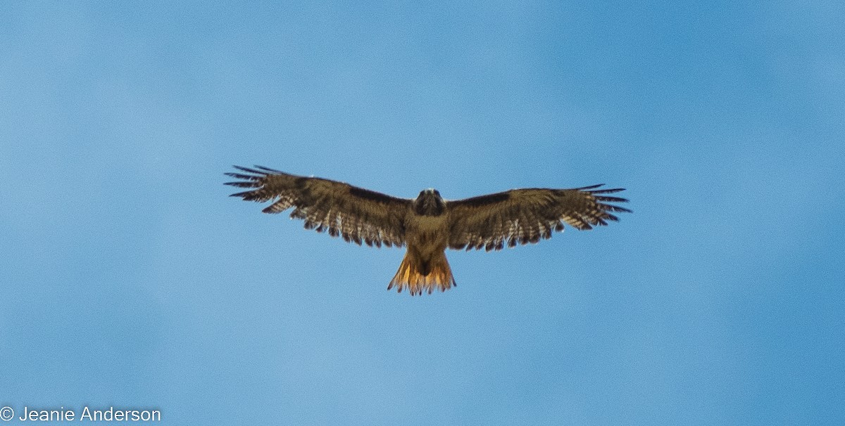 Red-tailed Hawk - ML619701818