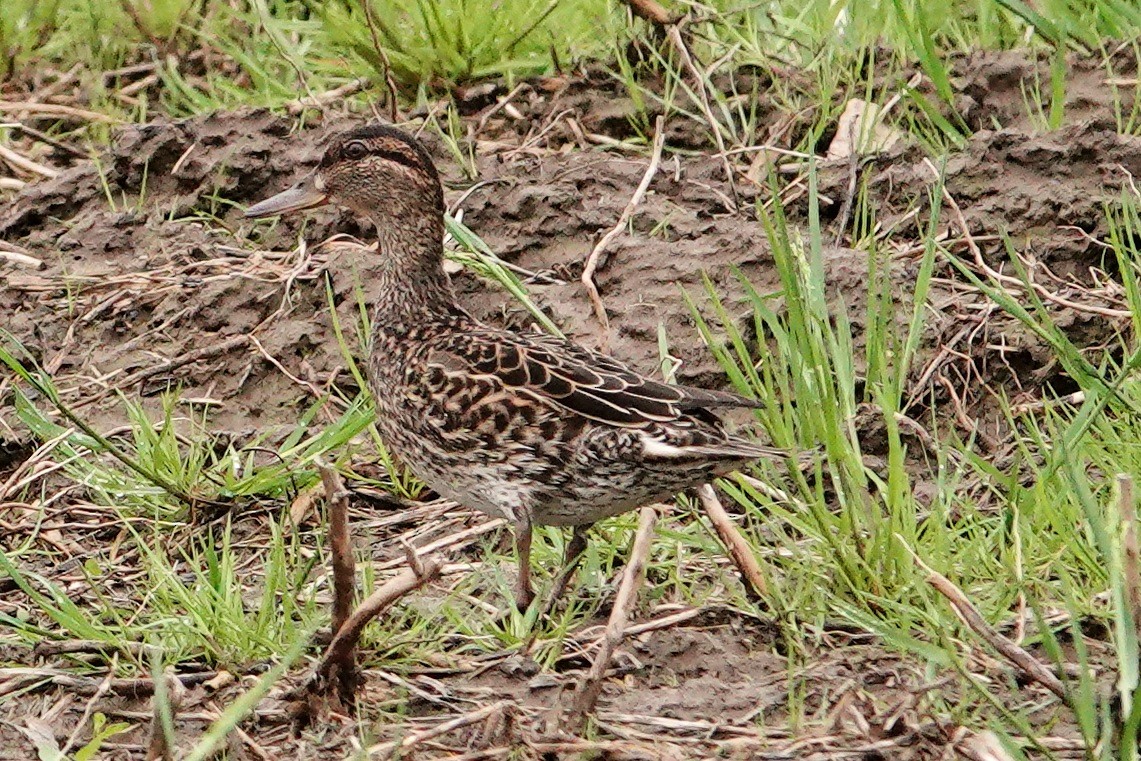 Green-winged Teal - ML619701827