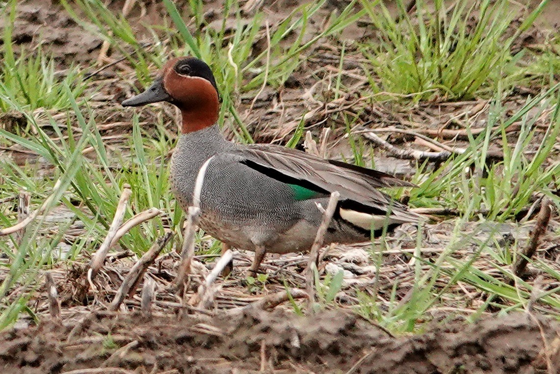 Green-winged Teal - ML619701828