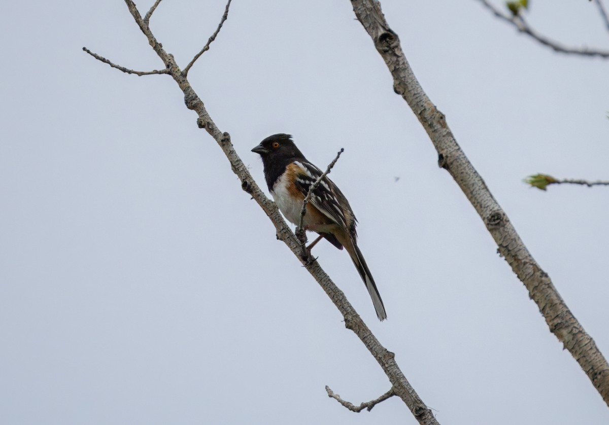 Spotted Towhee - ML619701850