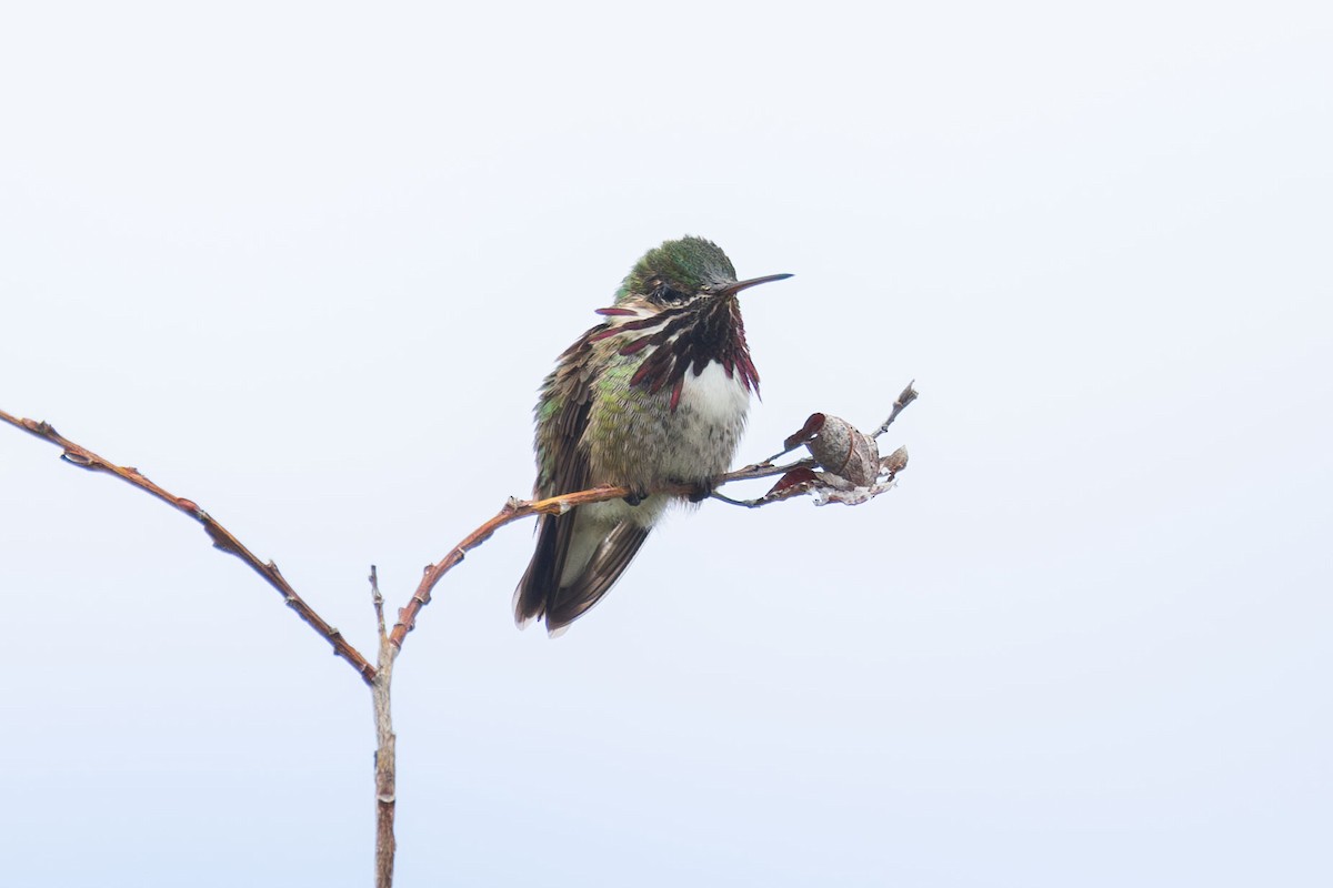 Calliope Hummingbird - ML619701855