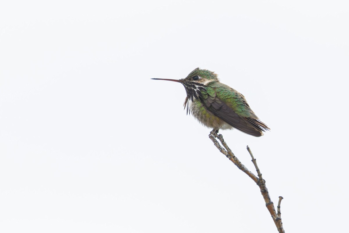 Calliope Hummingbird - ML619701856