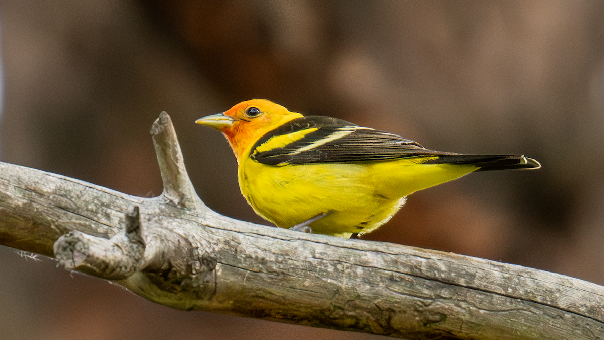 Western Tanager - ML619701872