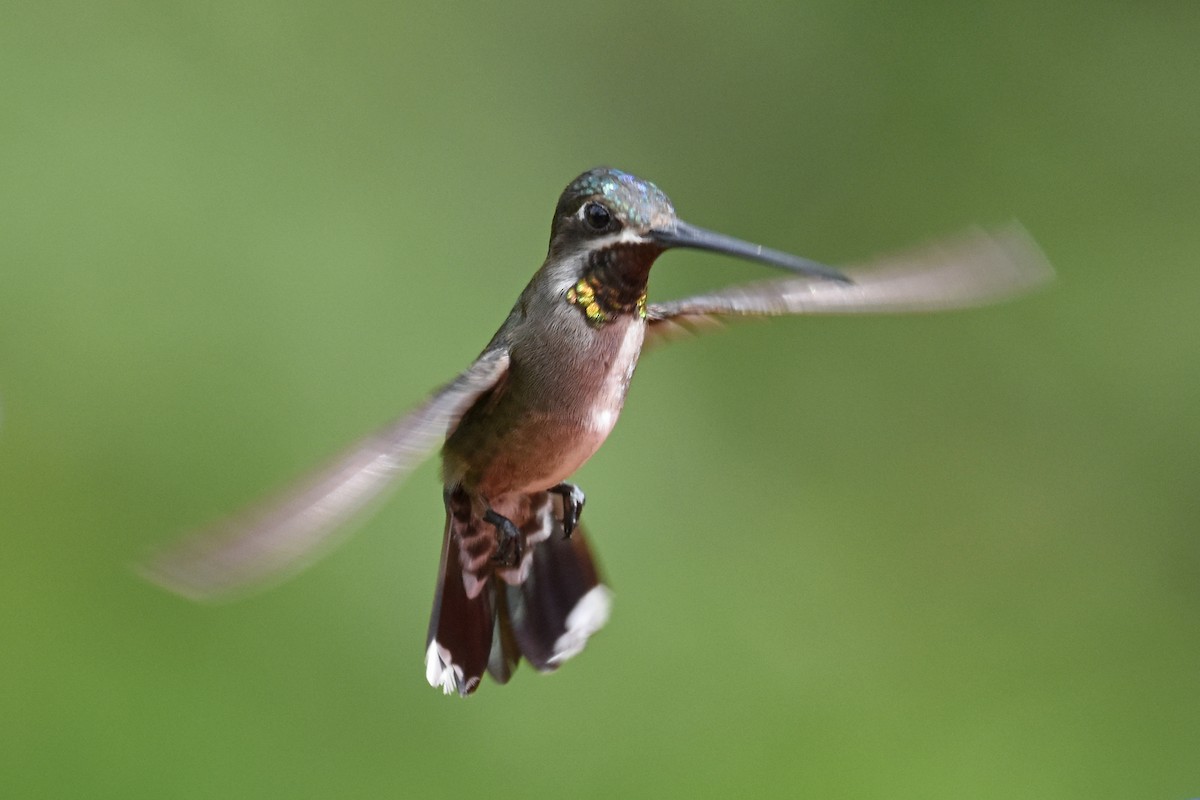 kolibřík hvězdohrdlý - ML619701878