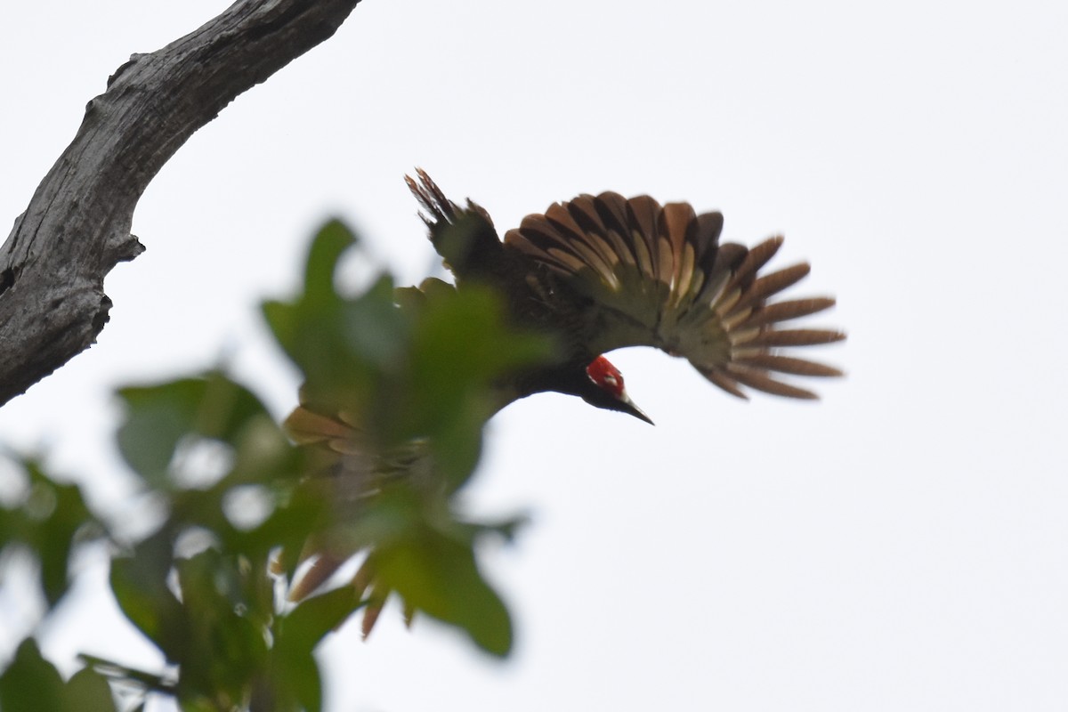 Crimson-crested Woodpecker - ML619701889