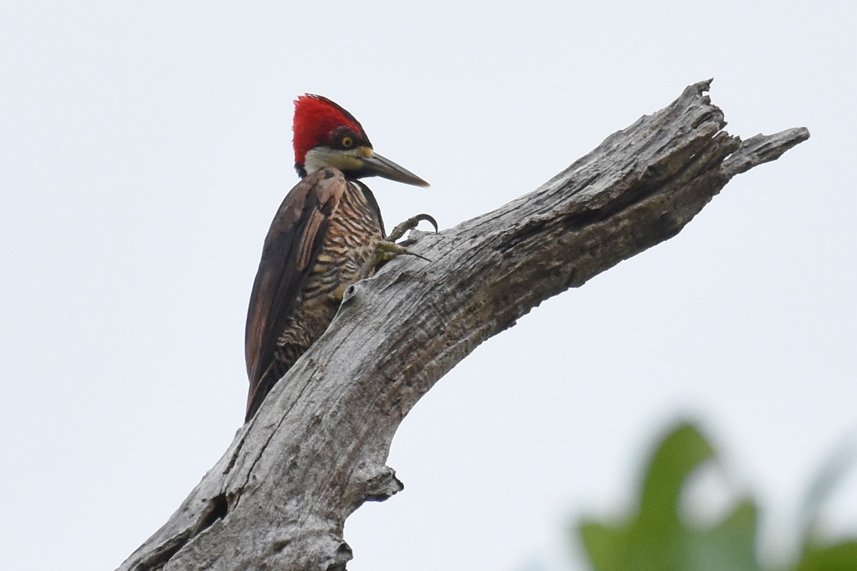 Crimson-crested Woodpecker - ML619701897