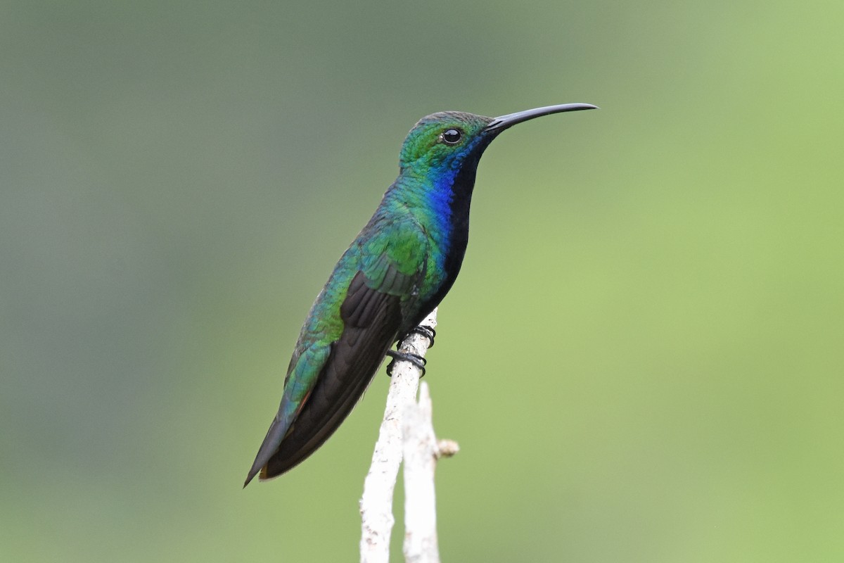 kolibřík tropický - ML619701935