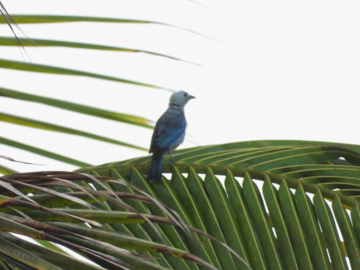 Blue-gray Tanager - ML619701960