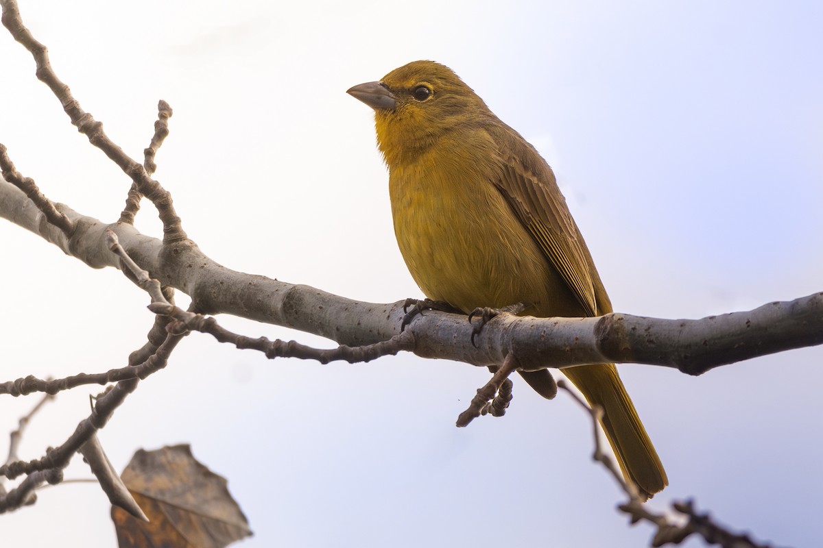 Hepatic Tanager - ML619701981
