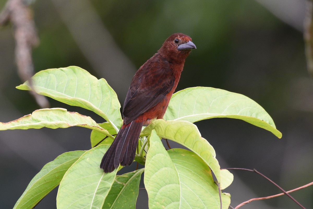 Silver-beaked Tanager - ML619701982