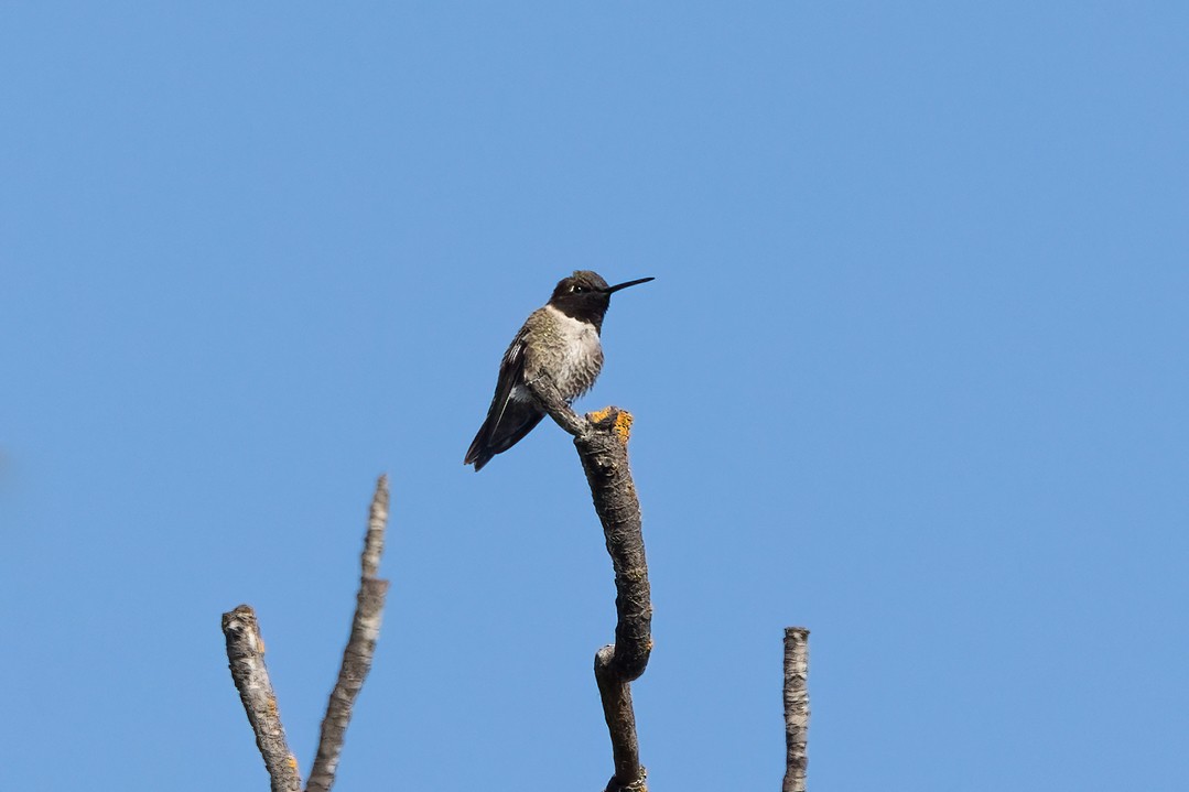 Black-chinned Hummingbird - ML619701983