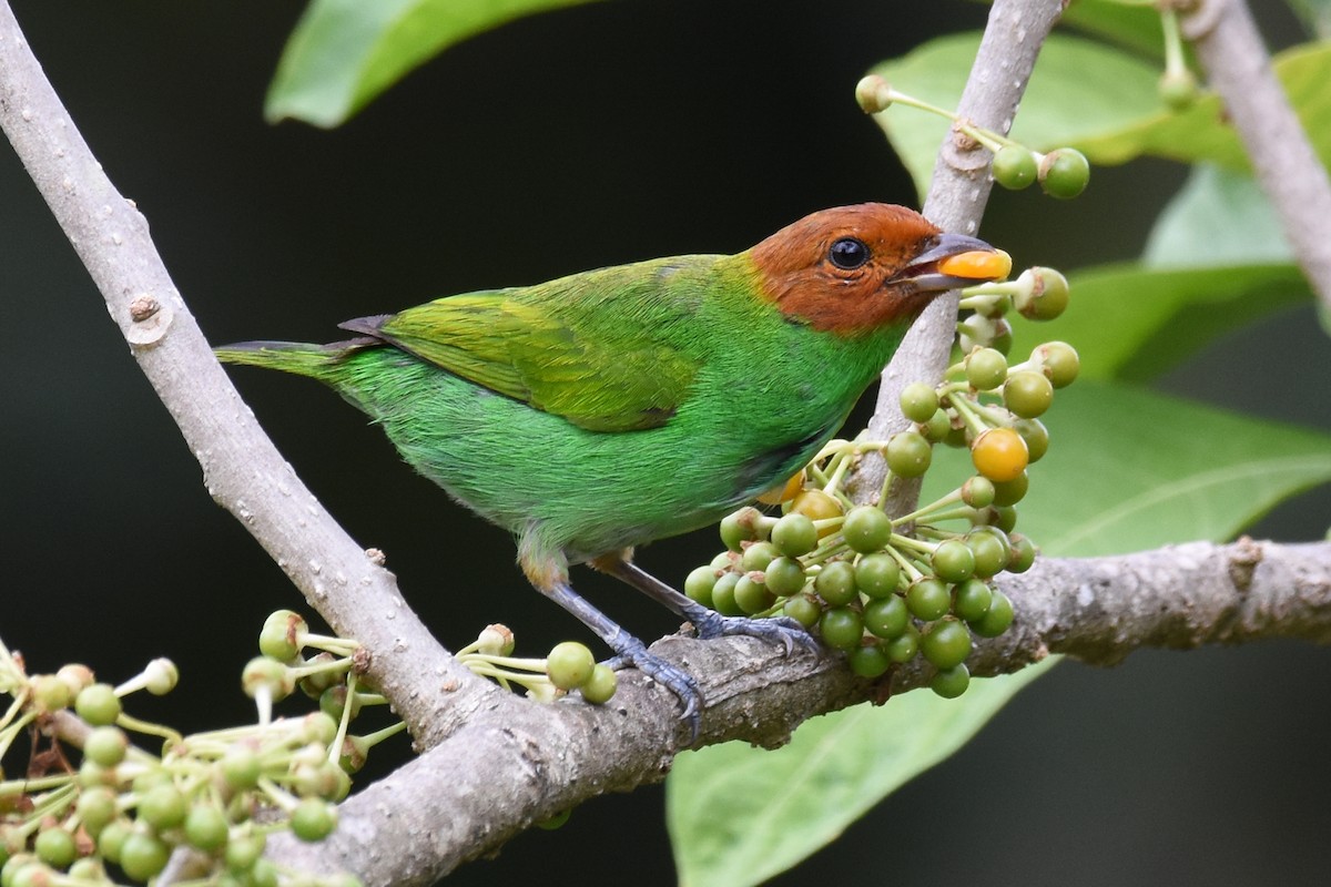Bay-headed Tanager - ML619701995