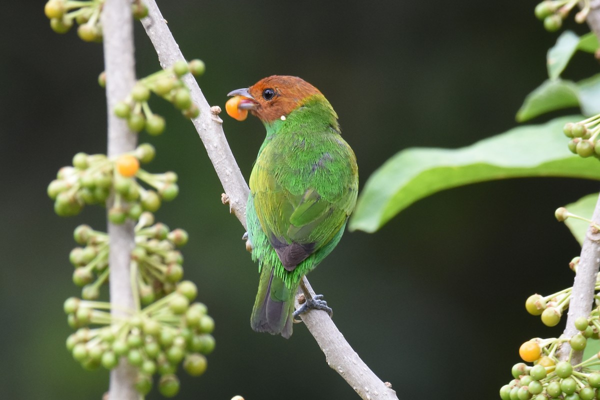 Bay-headed Tanager - ML619702003