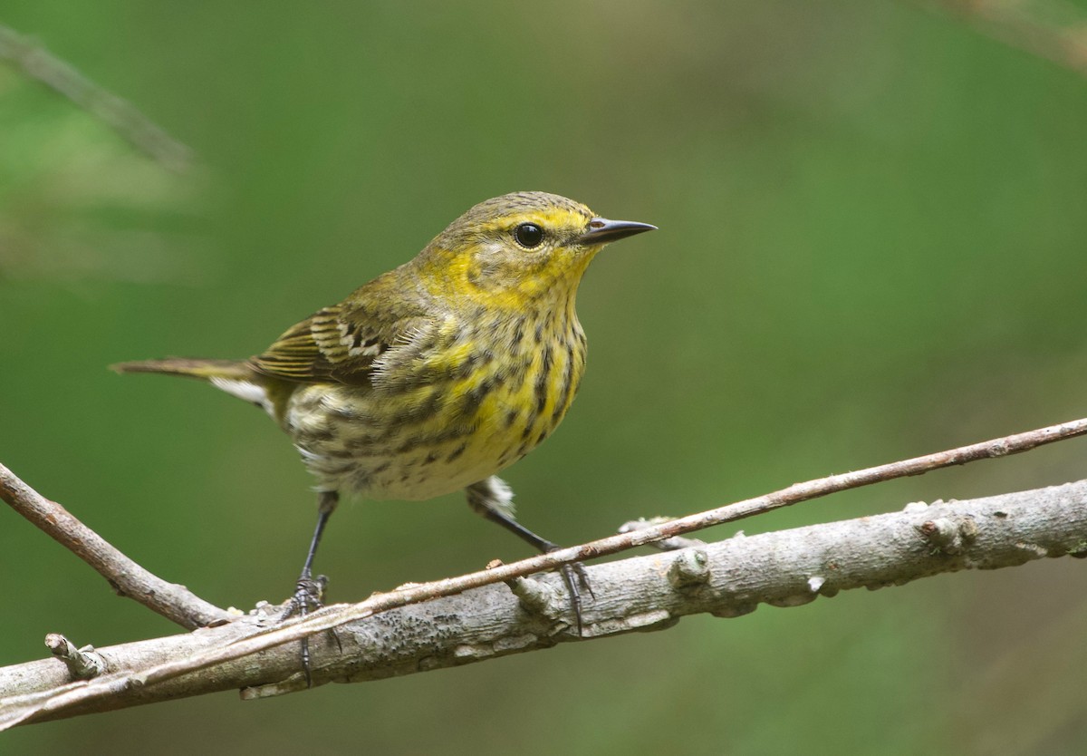 Cape May Warbler - ML619702025
