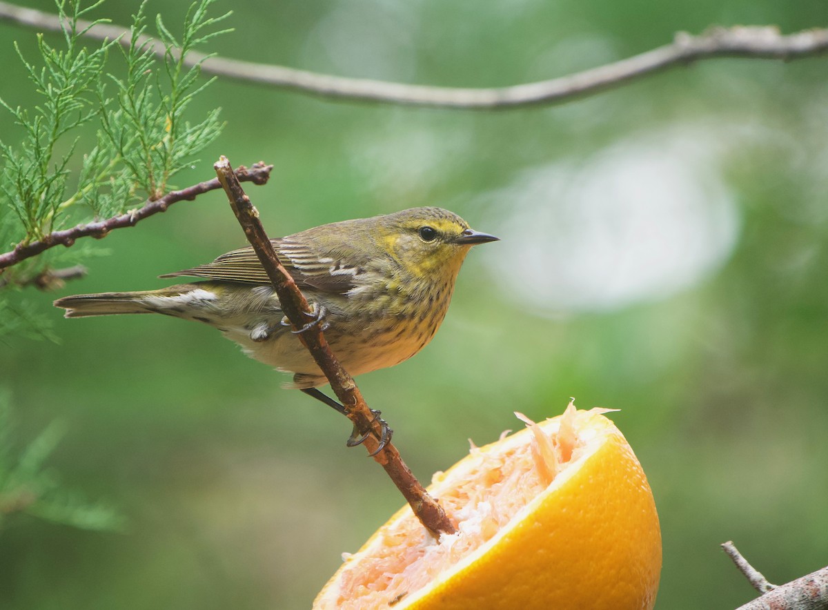 Cape May Warbler - ML619702027