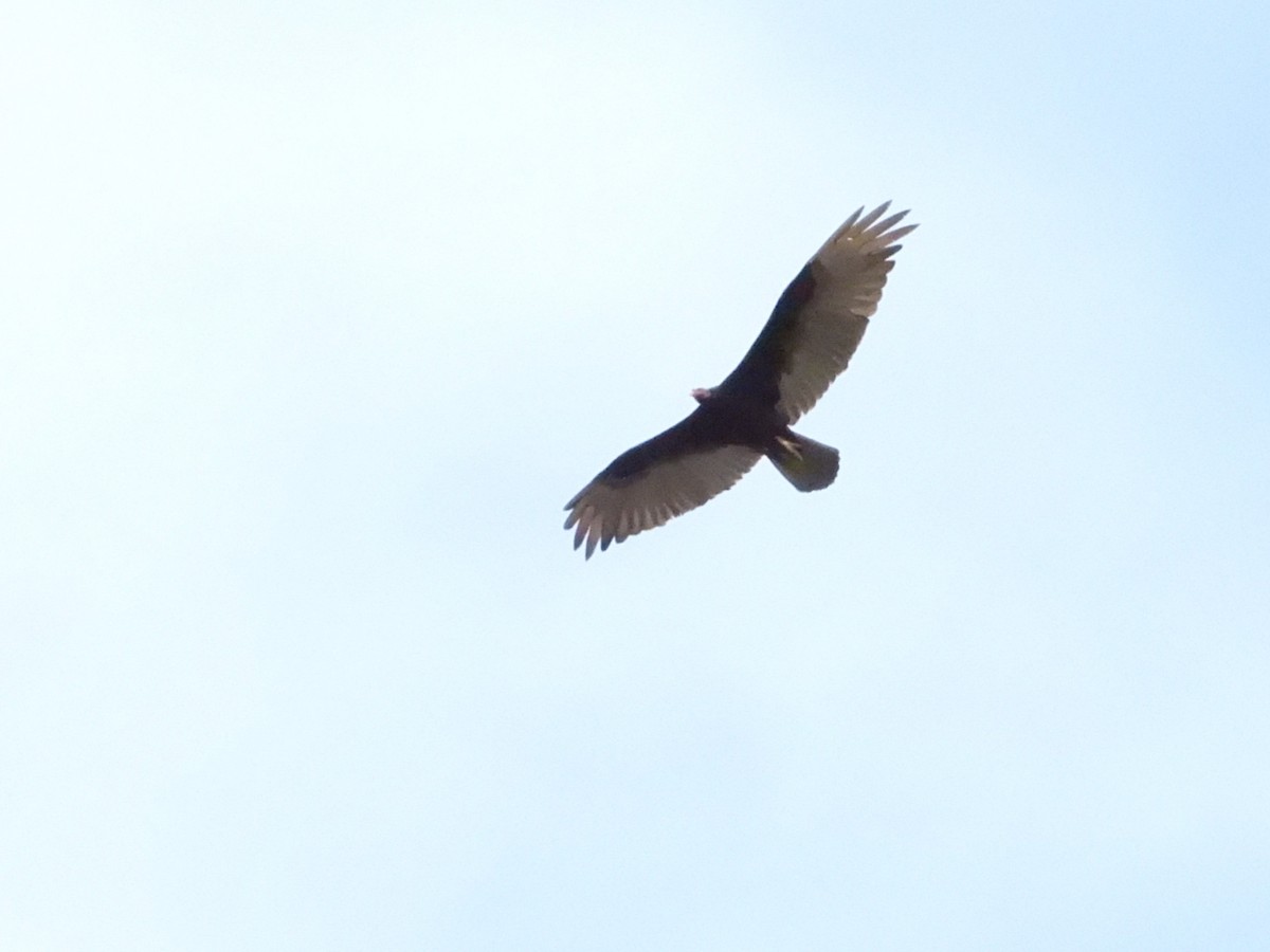 Turkey Vulture - ML619702028